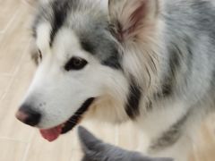 -李小姐の猫咖啡馆(五角场店)