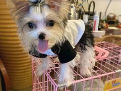-宠爱多约克夏马尔济斯泰迪小型犬专卖
