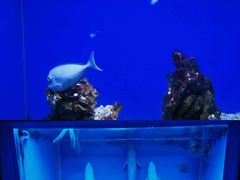 -海合安青岛极地海洋公园