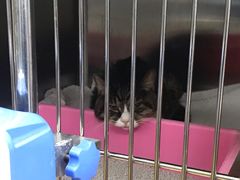 -瑞派·关忠动物医院·异宠专科·犬猫肿瘤·皮肤专科(望京店)