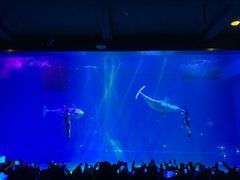 -芜湖新华联大白鲸海洋公园