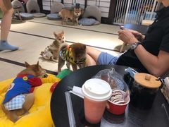 -逗柴咖啡屋·狗咖猫咖宠物桌游