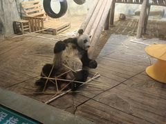 -深圳野生动物园