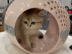 -袖虎·猫馆(体育西路店)