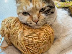 -Again Coffee Roaster(香蜜湖店)