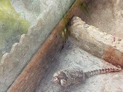 -上海大自然野生昆虫馆