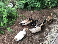 -大连森林动物园