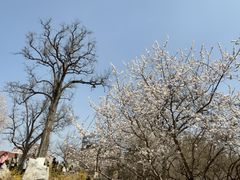-桃花堤公园