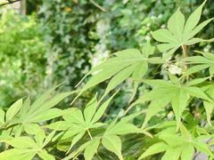 -上海怡沁园度假酒店
