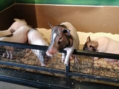 -昆明大悦城未来动物城(螺蛳湾中心店)