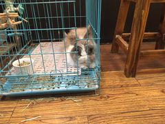 -志龙皇冠吃货椰子铺