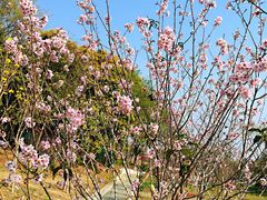 -王借岗森林公园