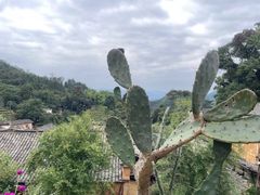 -杨家堂村