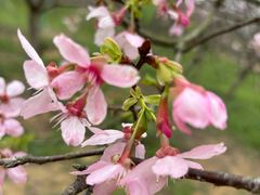 -天适樱花悠乐园