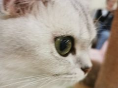 -滚猫咖啡·猫咖·猫友好撸猫(未来城店)