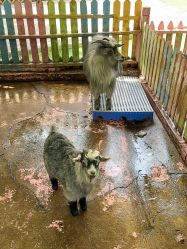 -萌宠亲子动物乐园(槐房万达店)