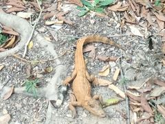 -广东茂名森林公园