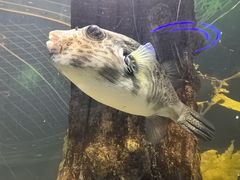 -太奥幻太奇海洋馆