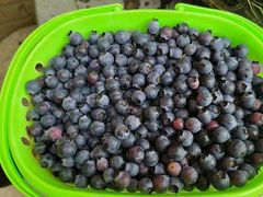 -金谷域澳洲庄园