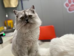 -伟伟宠物医院·瑞派猫友好医院·猫科(光谷店)