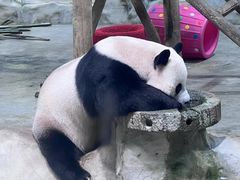 -栾川竹海野生动物园