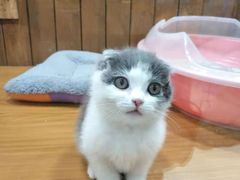 -龟与熊猫宠物公园(南坪店)