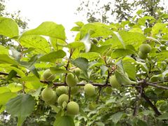 -北京鹫峰国家森林公园