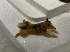 -柴务处·柴犬主题狗咖