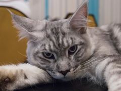 -猫小院猫主题咖啡厅(北锣店)