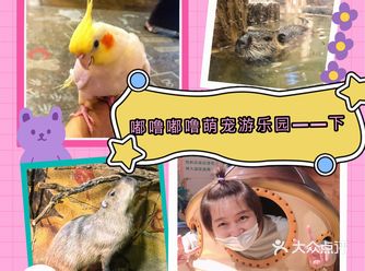 嘟噜嘟噜萌宠游乐园——下