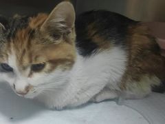 -嘉馨宠物医院·CT影像转诊·心脏科·犬猫全科诊疗中心(下沙大学城院区)