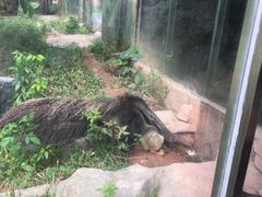 -深圳野生动物园