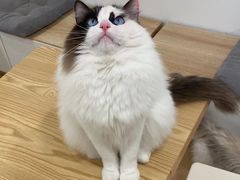 -有喵·猫咖·狗咖·30几只猫10只小狗(岗厦店)