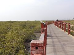 -北海金海湾红树林生态旅游区