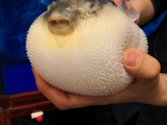 -肆月河豚·新淮扬(金融街店)