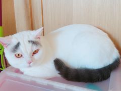 -CAT’S MEWSTAR CAFE·喵星球猫屋(晴湾咖啡店)