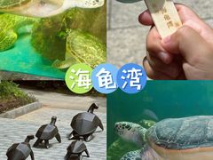 -广东惠东海龟国家级自然保护区