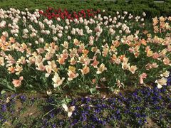 -石家庄市植物园