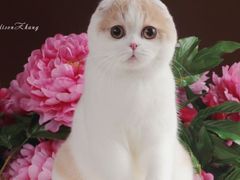 -Bastet sally猫舍购宠(静安店)
