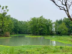 -桤木河湿地公园