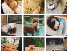 -藦茜花园宠物主题亲子互动体验馆(国顺东路店)
