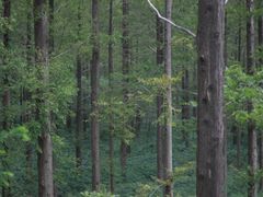 -黄海国家森林公园