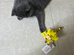 -宠福鑫康馨动物医院·骨科·眼科