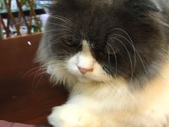 -李小姐の猫咖啡馆(五角场店)