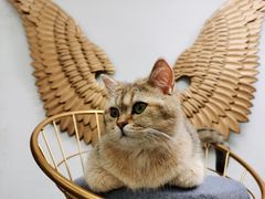 -喵屿·大理花园猫咖