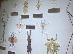 -上海昆虫博物馆