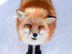 -宫城藏王狐狸村