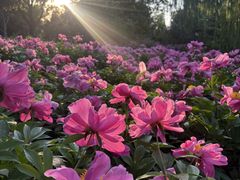 -丰台花园