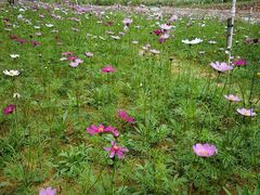 -松山湖梦幻百花洲