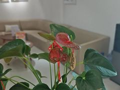 -登特口腔医院(鼓楼东街口店)